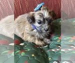 Puppy Blue bow Yorkshire Terrier