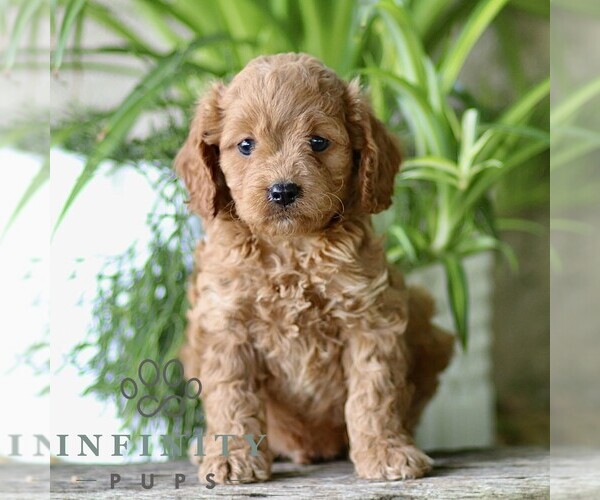 Medium Photo #1 Cavapoo (Miniature) Puppy For Sale in PARADISE, PA, USA