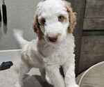 Puppy Rusty Double Doodle