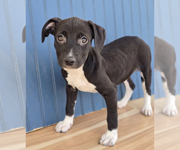 Medium Photo #3 American Pit Bull Terrier-Dachshund Mix Puppy For Sale in Lakewood, CO, USA