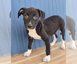 Small #2 American Pit Bull Terrier-Dachshund Mix