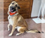 Small #2 Anatolian Shepherd-German Shepherd Dog Mix
