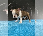 Small #20 Boston Terrier