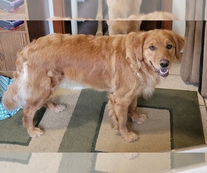 Mother of the Golden Retriever puppies born on 09/11/2022