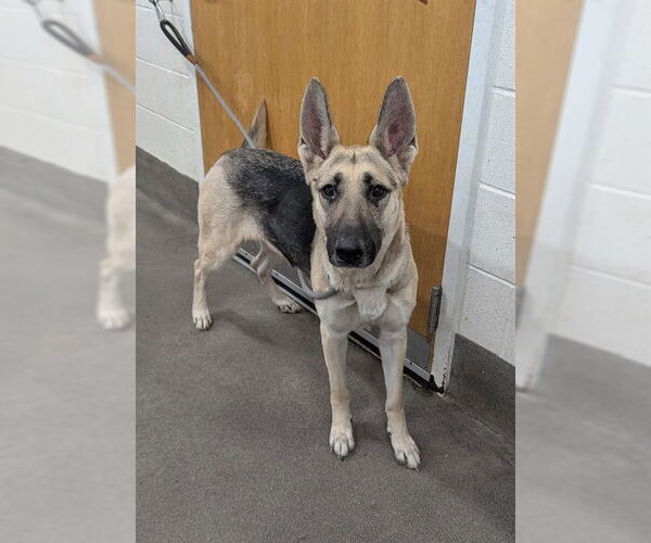 Medium Photo #1 German Shepherd Dog Puppy For Sale in Forestville, MD, USA