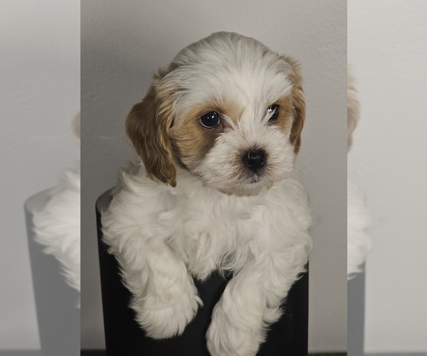 Medium Photo #1 Cavapoo Puppy For Sale in FAIR GROVE, MO, USA