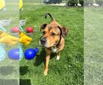 Small #23 Rottweiler Mix