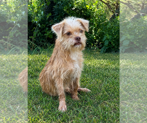 Mutt Dogs for adoption in PIPE CREEK, TX, USA