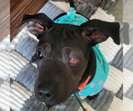 Small #3 American Pit Bull Terrier Mix