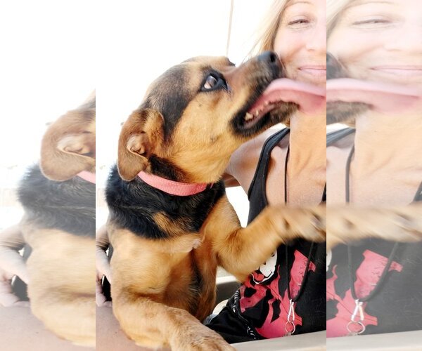 Medium Photo #7 Rottweiler-Unknown Mix Puppy For Sale in phoenix, AZ, USA