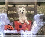 Small Photo #4 West Highland White Terrier Puppy For Sale in MALVERN, AR, USA