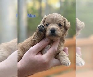 French Bulldog-Poodle (Miniature) Mix Puppy for sale in BERLIN, MD, USA