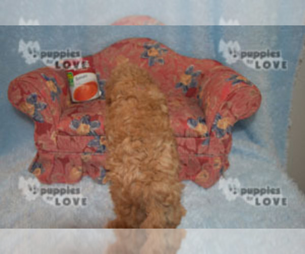 Medium Photo #23 Poodle (Toy) Puppy For Sale in SANGER, TX, USA