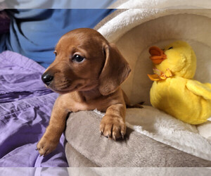 Dachshund Puppy for sale in BRISTOL, TN, USA