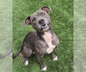 Mutt Dogs for adoption in Lakewood, CO, USA