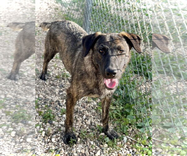 Medium Photo #2 Holland Shepherd-Unknown Mix Puppy For Sale in Estherville, IA, USA