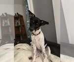 Small #5 Mutt