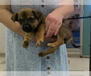 Black Mouth Cur-Unknown Mix Dogs for adoption in Oklahoma City, OK, USA