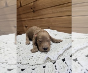 Labradoodle Puppy for sale in WILLIAMSTOWN, KY, USA