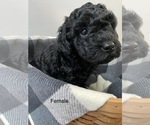 Small Photo #1 Miniature Labradoodle Puppy For Sale in ELSTONVILLE, PA, USA