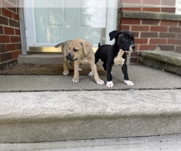 Medium Photo #6 American Pit Bull Terrier Puppy For Sale in DETROIT, MI, USA