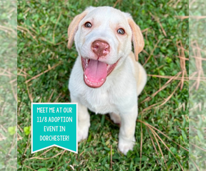 Labrador Retriever-Unknown Mix Dogs for adoption in Boston, MA, USA