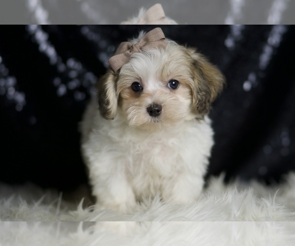 Medium Photo #5 Maltipoo Puppy For Sale in WARSAW, IN, USA