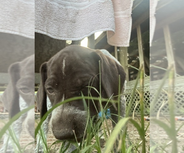 Medium Photo #37 German Shorthaired Pointer-German Wirehaired Pointer Mix Puppy For Sale in DEFUNIAK SPRINGS, FL, USA