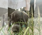 Small Photo #37 German Shorthaired Pointer-German Wirehaired Pointer Mix Puppy For Sale in DEFUNIAK SPRINGS, FL, USA