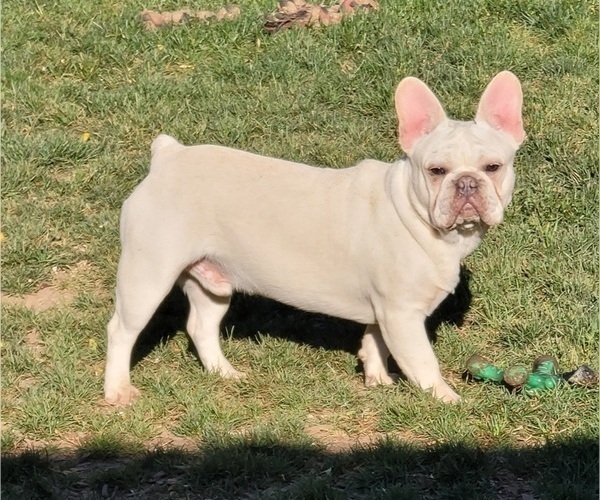 Medium Photo #1 French Bulldog Puppy For Sale in SPRINGFIELD, OR, USA