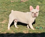 Small Photo #1 French Bulldog Puppy For Sale in SPRINGFIELD, OR, USA