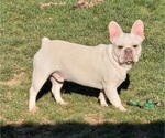 Small French Bulldog