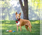 Small #2 Basenji Mix