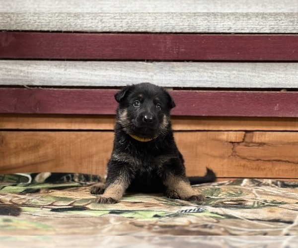 Medium Photo #2 German Shepherd Dog Puppy For Sale in AUSTIN, IN, USA