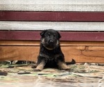 Small Photo #2 German Shepherd Dog Puppy For Sale in AUSTIN, IN, USA