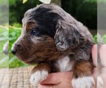 Small #1 F2 Aussiedoodle