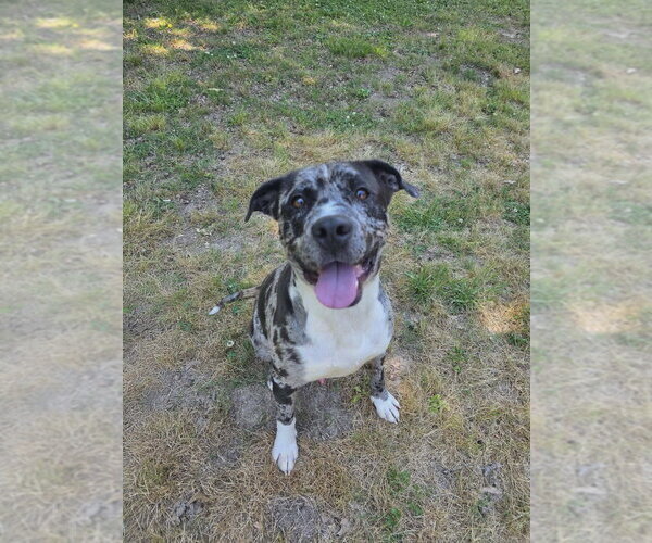 Medium Photo #3 American Pit Bull Terrier-Catahoula Leopard Dog Mix Puppy For Sale in Brewster, NY, USA