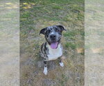 Small #2 American Pit Bull Terrier-Catahoula Leopard Dog Mix