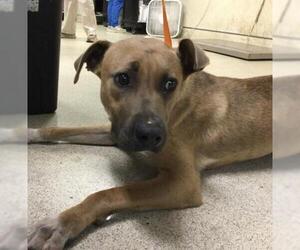Labrador Retriever-Unknown Mix Dogs for adoption in Riverside, CA, USA