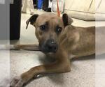 Small Labrador Retriever Mix
