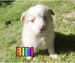 Small Photo #4 Australian Shepherd Puppy For Sale in jasper, AR, USA