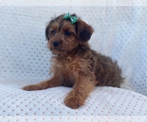 Poodle (Miniature)-Shorkie Tzu Mix Puppy for sale in LAKELAND, FL, USA