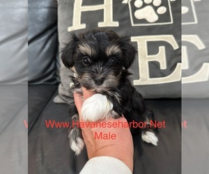 Havanese Puppy for sale in MBORO, TN, USA