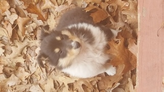 Collie Puppy for sale in WARSAW, MO, USA