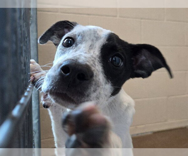 Medium Photo #1 Mutt Puppy For Sale in Martinez, CA, USA