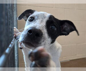 Mutt Dogs for adoption in Martinez, CA, USA