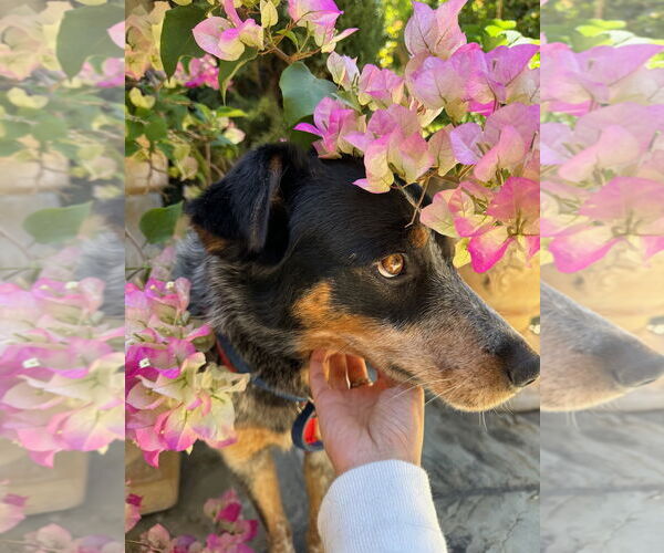 Medium Photo #7 Mutt Puppy For Sale in Woodland Hills, CA, USA
