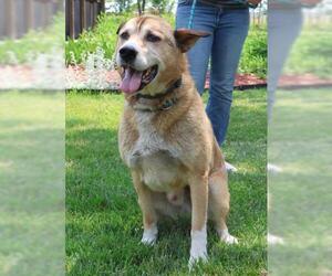 Mutt Dogs for adoption in Thief River Falls, MN, USA