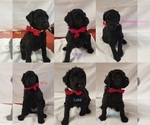 Small Photo #8 Poodle (Standard) Puppy For Sale in LAND O LAKES, FL, USA