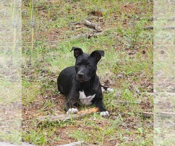 Medium Photo #1 Boxer-Staffordshire Bull Terrier Mix Puppy For Sale in Chandler, AZ, USA
